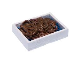 cebo de Mar Coreano Jumbo