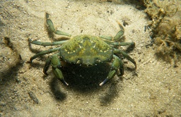 Cebo De Mar Cangrejo Verde